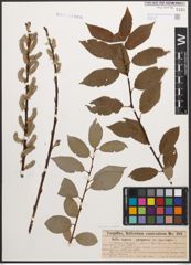 Foto von Salix caprea L. x Salix purpurea L.